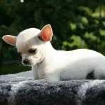 Chihuahua
