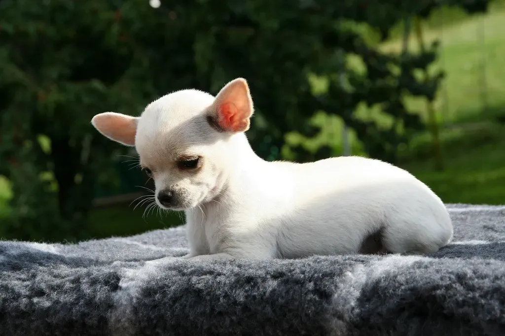 Chihuahua
