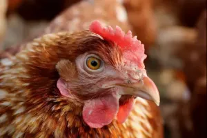 producent maszyn do ubojni drobiu