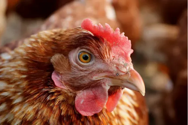 producent maszyn do ubojni drobiu